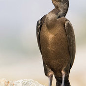 Brandt's Cormorant